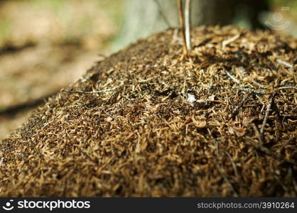 Red Forest Ants In Anthill Macro Photo.Shallow depth-of-field