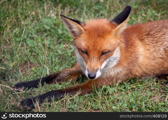 Red Fox