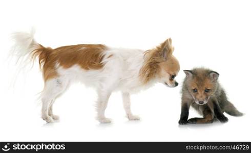 red fox cub and chihuahua in front of white background