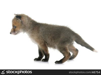 red fox cub in front of white background
