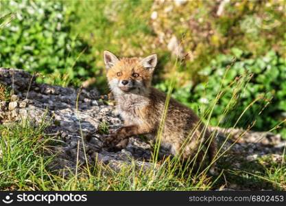 Red Fox cub. small Red Fox in Alpine meadow at the edge of a forest