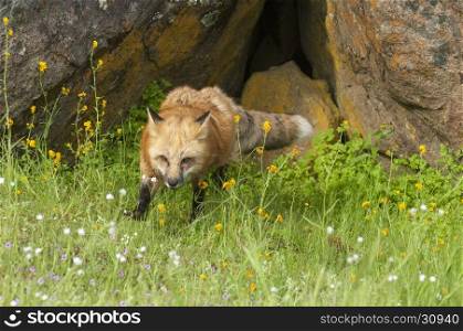 Red fox hunting in green grass and yellow flowers with rock den