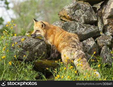 Red fox hunting in green grass and yellow flowers with rocks