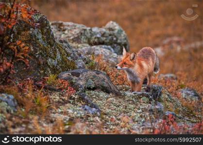 Red fox in autumn. Red fox in autumn taiga