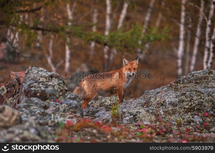 Red fox in taiga. Red fox in autumn taiga