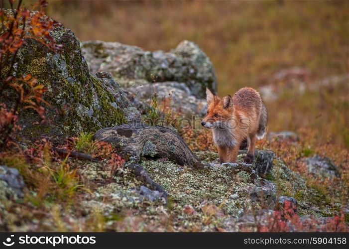 Red fox in taiga. Red fox in autumn taiga