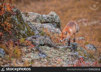 Red fox in taiga. Red fox in autumn taiga