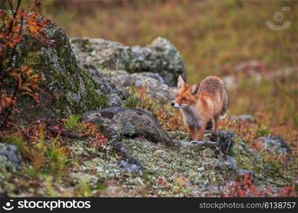Red fox in taiga. Red fox in autumn taiga