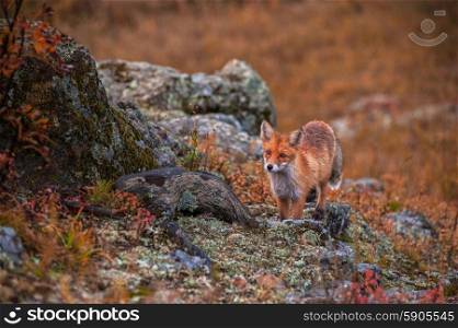 Red fox . Red fox in autumn taiga