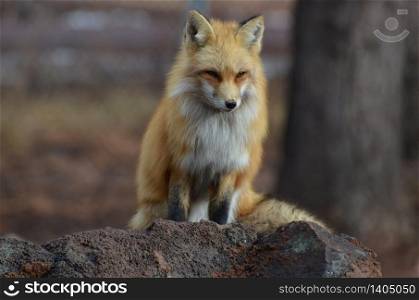 Red fox sitting on a rock in the wild.