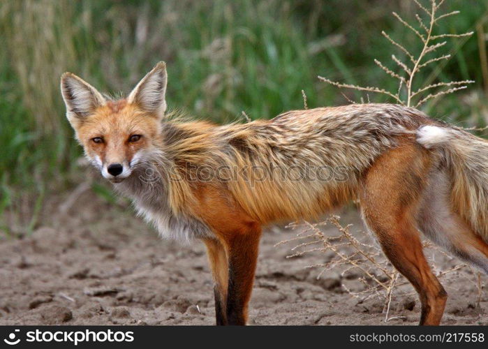 Red Fox vixen in spring