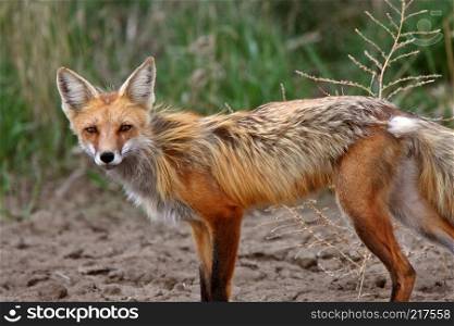 Red Fox vixen in spring