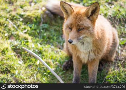 Red fox, Vulpes vulpes sitting and looking towards the camera
