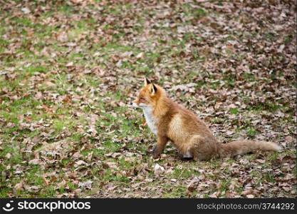 Red fox, Vulpes vulpes sitting on a meadow