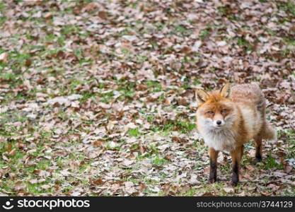 Red fox, Vulpes vulpes standing an looking towards the camera