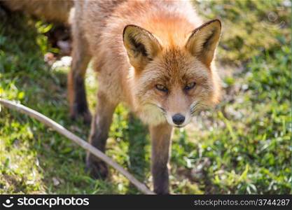 Red fox, Vulpes vulpes standing and looking towards the camera