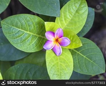 Red Frangipani Stick Together With Background of Green Leaves