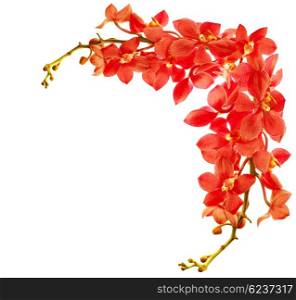 Red fresh orchid flower border isolated on white background