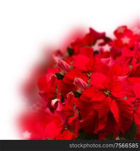 red fresh poinsettia flower or christmas star on a white background . red poinsettia flower or christmas star