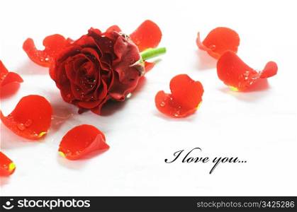 Red fresh rose and petals on white background. Space for your text