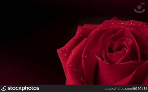 Red Fresh Rose with Droplet on Petal. Flower Symbol of  Love and Valentines Day. CLoseup shot and Dark tone