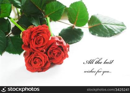 Red fresh roses on white background. Space for your text