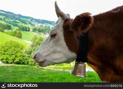 Red Friesian cow in green pastures of Switzerland