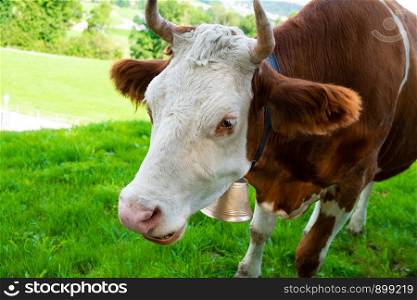 Red Friesian cow in green pastures of Switzerland
