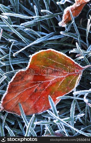 Red frosty fallen leaf in frozen grass on cold fall morning
