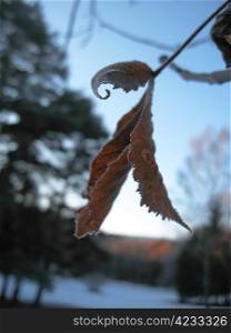Red frozen leaves and cold winter morning