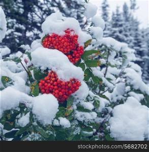 Red frozen rowan berries