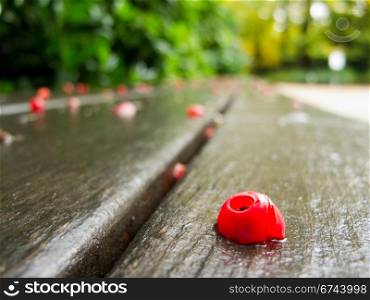 red fruit of taxus. autumn red fruit of taxus on a wet park bench, macro, fall