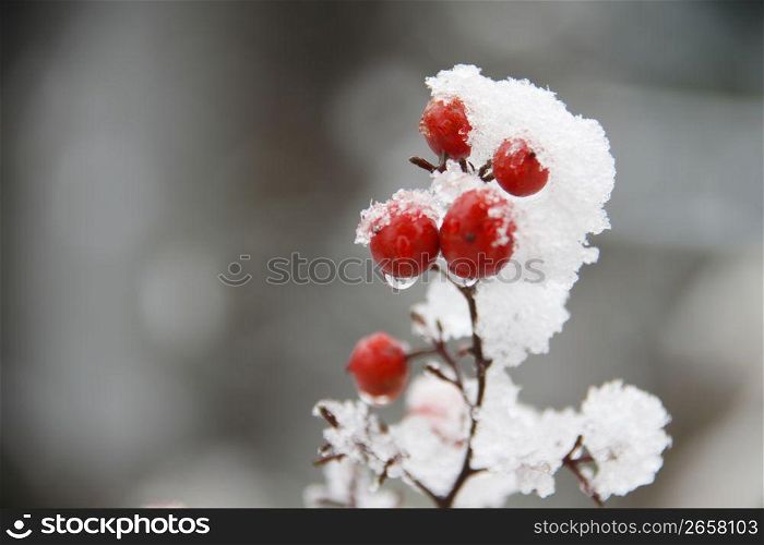 Red fruit, Snow