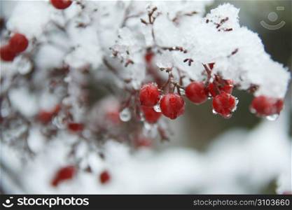 Red fruit, Snow