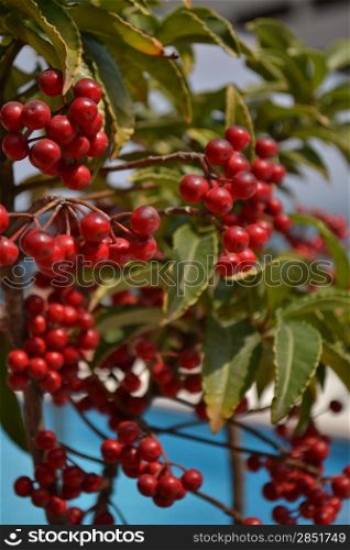 red fruits