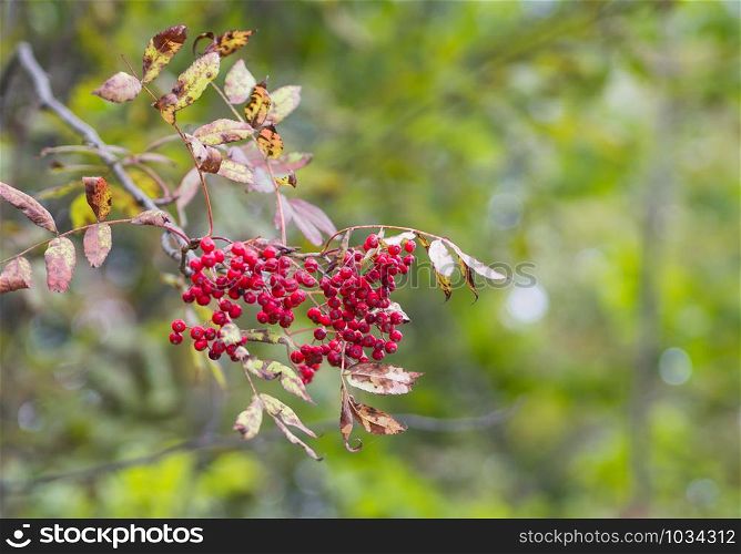 Red fruits of Mountain-ash or Rowan (Sorbus aucuparia) in Hokkaido, Japan. Alien species tree in Japan.