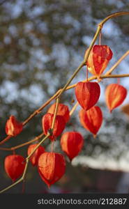 Red fruits of Physalis. Decorative plant in autumn. Dry groundcherries with red fruits. Decorative element. Red fruits of Physalis. Decorative plant in autumn. Dry groundcherries