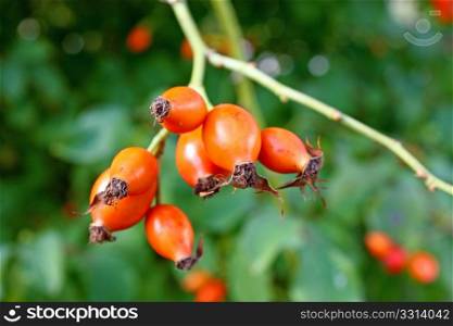 Red fruits of rose hip in front of green leaves