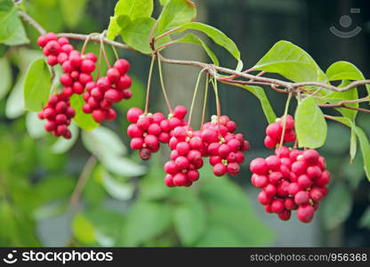 Red fruits of schisandra growing on branch in row. Clusters of ripe schizandra. Crop of useful plant. Red schizandra hang in row on green branch. Schizandra chinensis plant with fruits on branch. Red fruits of schisandra growing on branch in row. Ripe schizandra on liana in garden