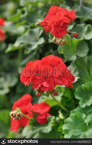 Red garden geranium flowers , close up shot