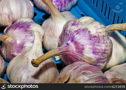 red garlic. garlic