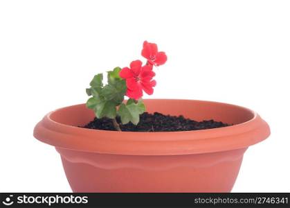 red geranium flowers in a pot isolated on white background