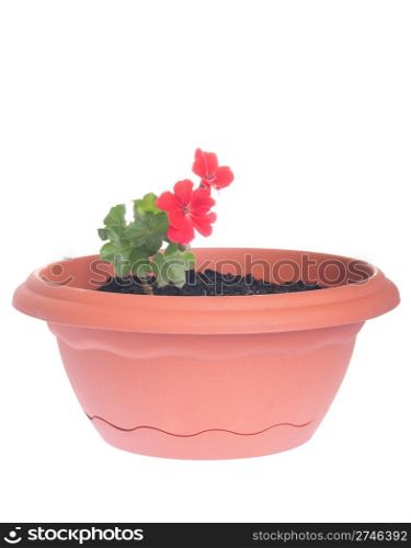 red geranium flowers in a pot isolated on white background