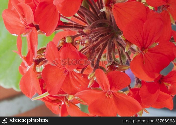 red geranium, Geranium phaeum, with large petals