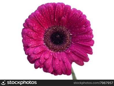 Red gerbera daisy isolated on white background