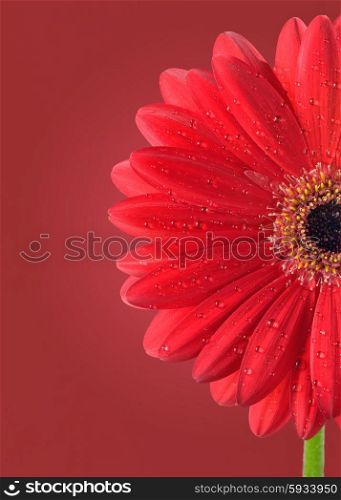 red gerbera flower and water drops