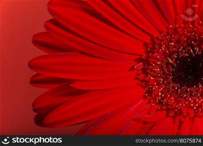 Red Gerbera flower blossom.