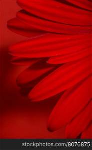 Red Gerbera flower blossom.