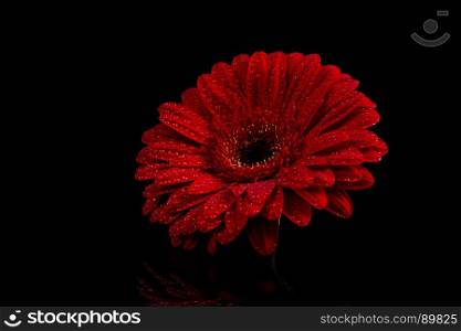 Red Gerbera flower blossom with water drops - close up shot photo details spring time