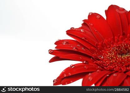 red gerbera flower close up background